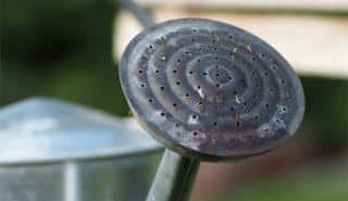 Stainless steel watering can used to water Dracaena marginata.