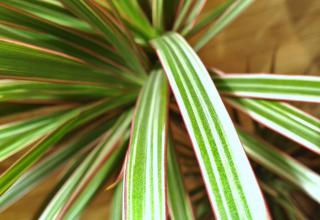 Dracaena marginata bicolor leaves