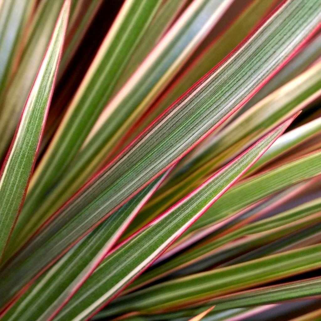 bicolor dragon tree