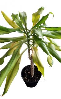 Leaves of a Dracaena plant are turning yellow.