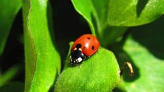 Ladybug in garden