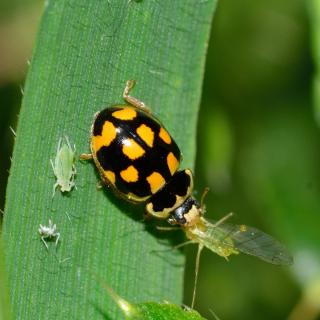 Ladybug eating pests