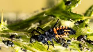 Ladybug larva eating aphids