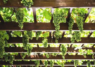 Pergola decorated with ornamental grapevine bearing green fruits in abundance.