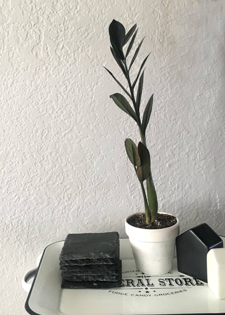 Zamioculcas zamiifolia raven ZZ plant with dark green, almost black leaves in a small white pot on a tray.
