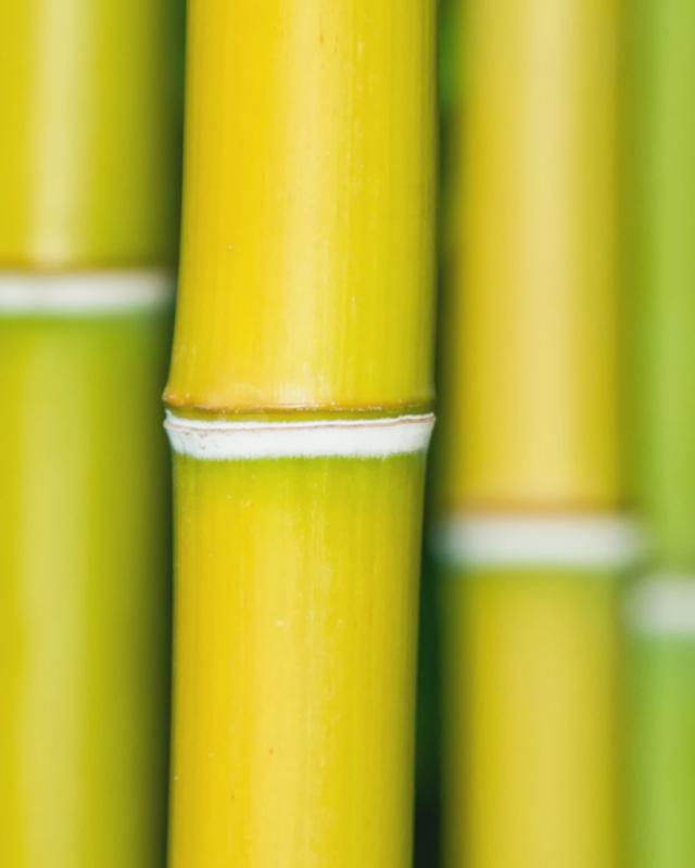 Bamboo diseases