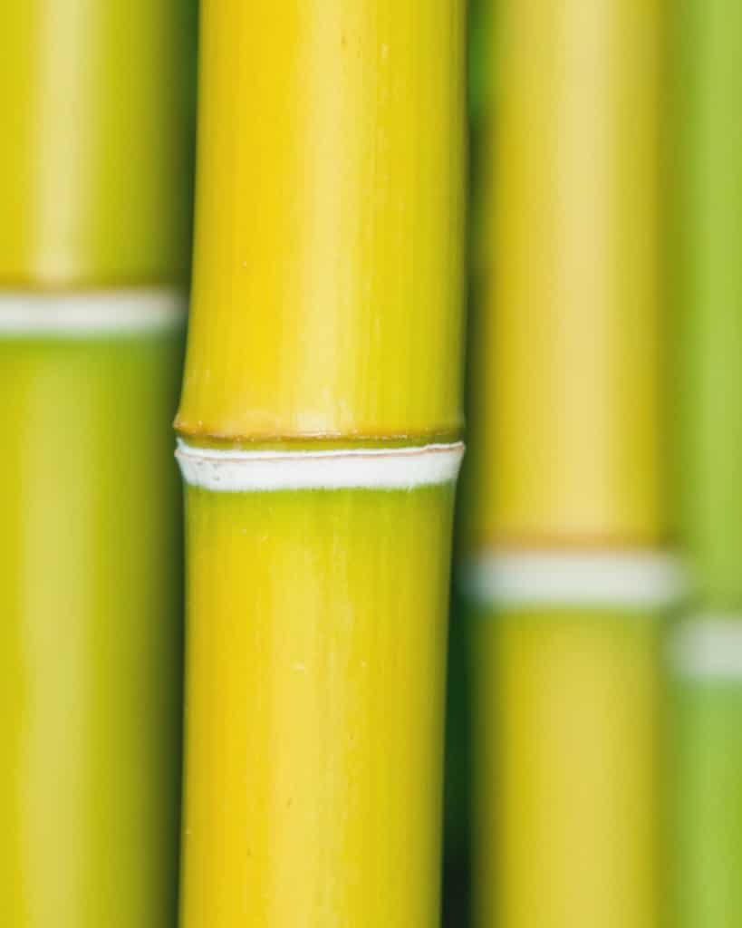 Bamboo stems close-up.