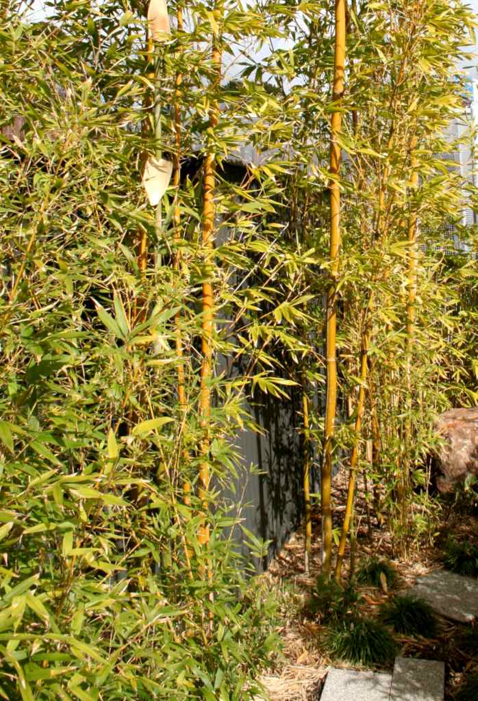 Bamboo shoots clumping together in front of a door.