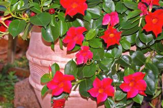 Dipladenia care