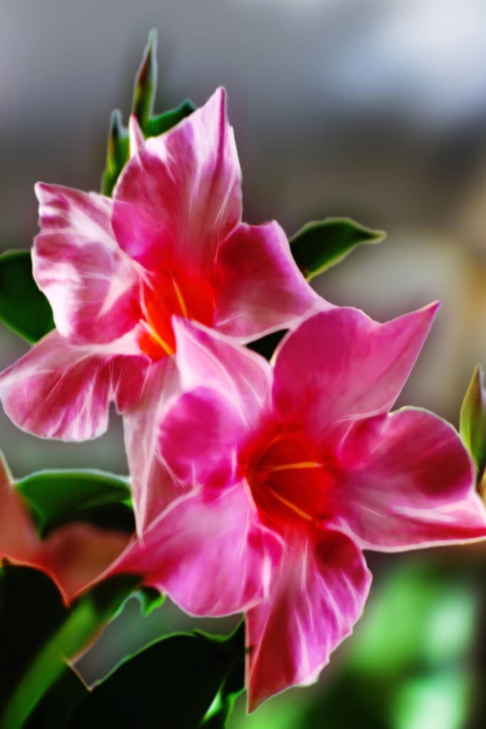 Pink and white dipladenia flowers.