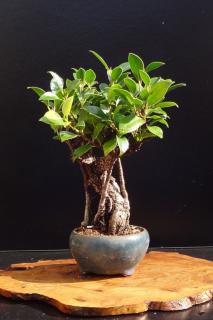 Ficus microcarpa pruning