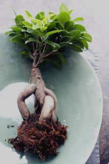 Ficus microcarpa pruning