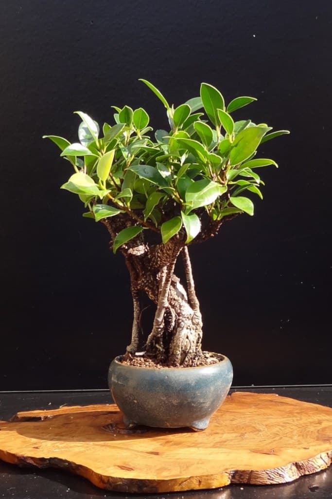 Bonsai Golden Gate Ficus Bonsai From Easternleaf Com The Golden Gate Ficus Is A Versatile Bonsai Tree That Can Be Kept Both Indoors And Outdoors The Golden Gate Ficus Bonsai Tree Has