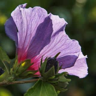 Pale violet Hibiscus syriacus flower with sun shining through the petals.