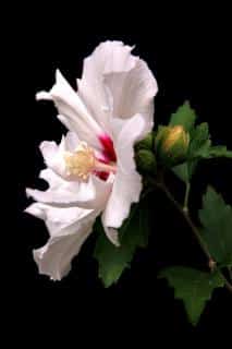 Hibiscus syriacus care