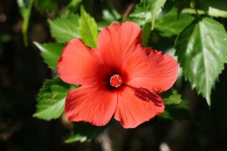 Rose of Sharon hibiscus syriacus