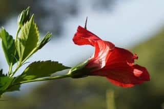 Hibiscus flower