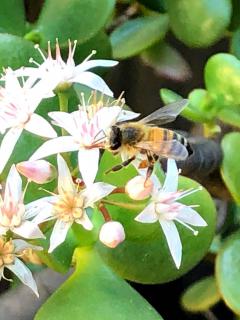 Jade plant flower