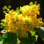 Mahonia winter blooming shrub