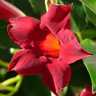 Red mandevilla