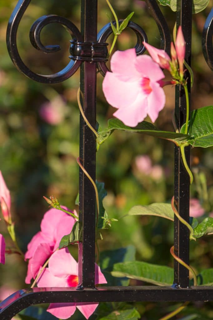 Pink mandevilla vine twining up a black wrought iron fence.