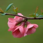 Winter blooming maule's quince