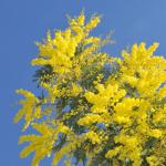 Mimosa winter blooming tree