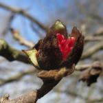 Persian ironwood winter flowers