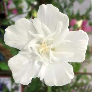 Rose of Sharon care