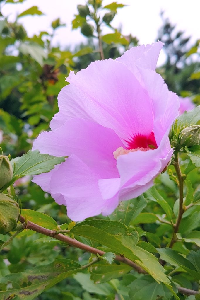 Pale pink Rose of Sharon with a delicate-looking bloom.