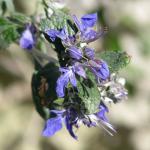 tree germander winter blooming shrub