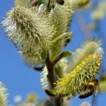 Shrub willow blooming winter