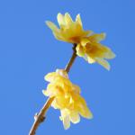 wintersweet winter blooming shrub
