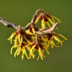 Witch hazel winter blooming