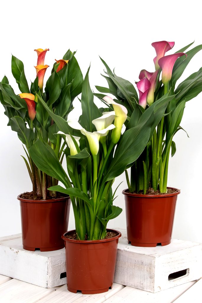 Zantedeschia - tips and guidance for the best possible care