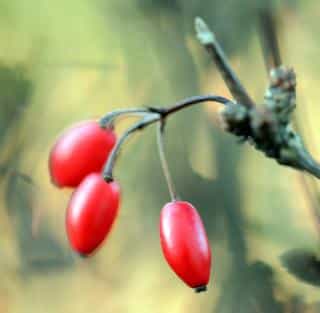 Ripe berberis thunbergii fruit berries.
