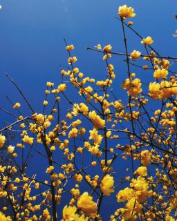 Chimonanthus shrub