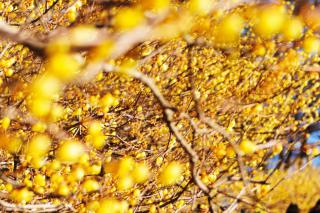 Chimonanthus in full bloom