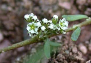 Tiny Corrigiola flowers, stem and leaves, also called strapwort, in sandy soil.