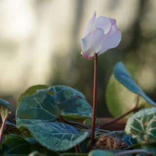 Lonely cyclamen