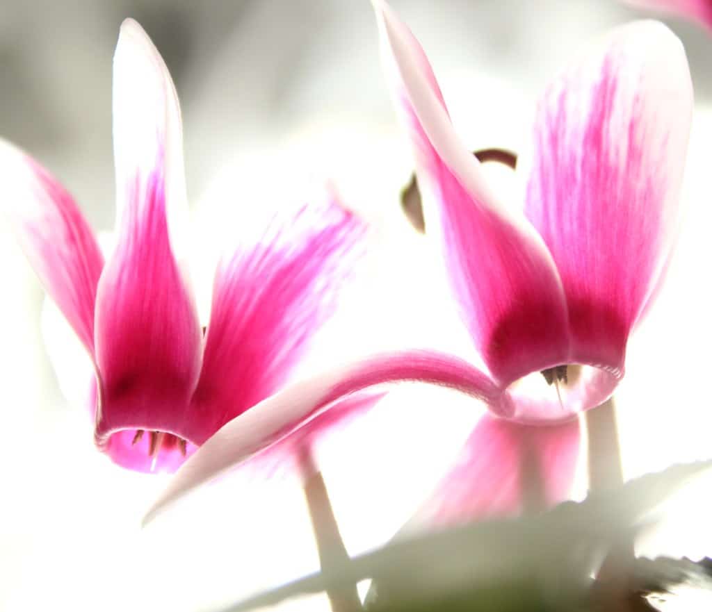 Two cyclamen flowers with their heads bowing down, immaculate white with a blood red center.