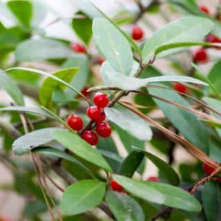 Berries and leaves of dwarf yaupon