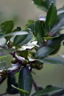 Close-up of dwarf yaupon holly leaves and unripe berries.