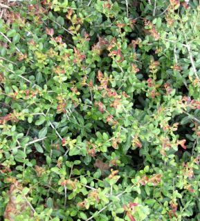 Dwarf yaupon holly care