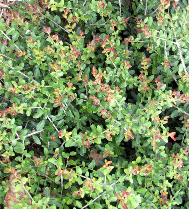 Dwarf yaupon holly care