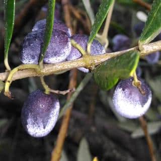 Frost on olives