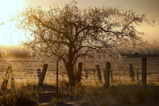 Olive tree and fence covered with frost at sunset.