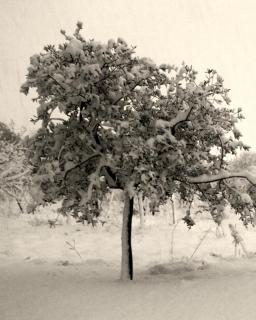 An olive tree freezing with three inches of snow.