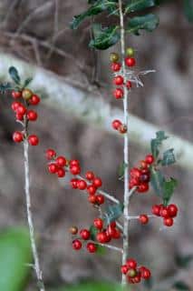 Yaupon holly branches with a few green leaves and bright red berries.