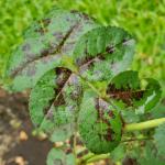 A cluster of rose bush leaves with conjoined black spot marks.